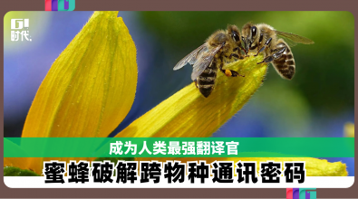 成为人类最强翻译官 蜜蜂破解跨物种通讯密码