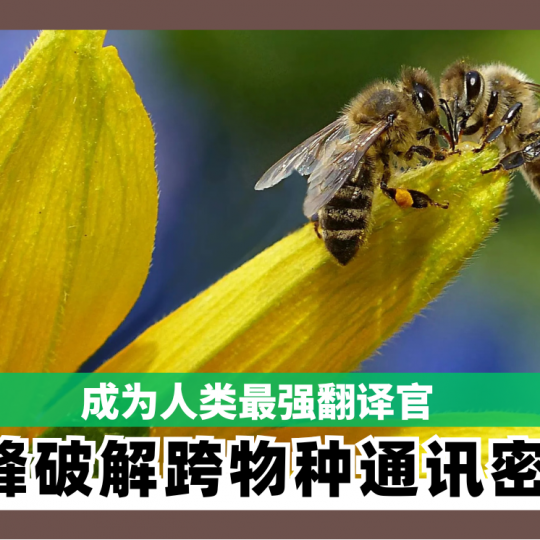 成为人类最强翻译官 蜜蜂破解跨物种通讯密码