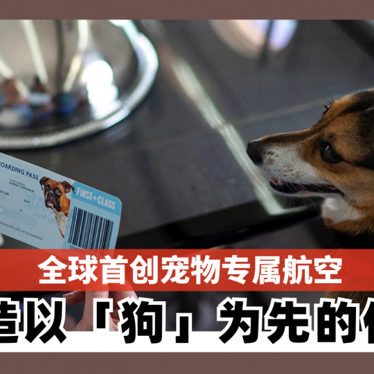 全球首创狗狗专属航空 创造以「狗」为先的体验