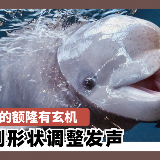白鲸头部的额隆有玄机 可控制形状调整发声