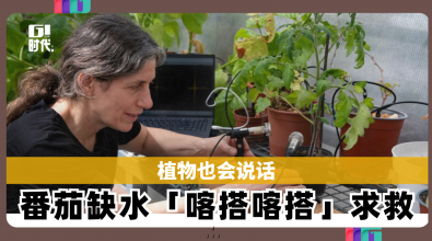 植物也会说话 番茄缺水「喀搭喀搭」求救