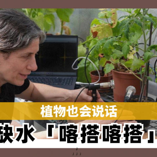 植物也会说话 番茄缺水「喀搭喀搭」求救