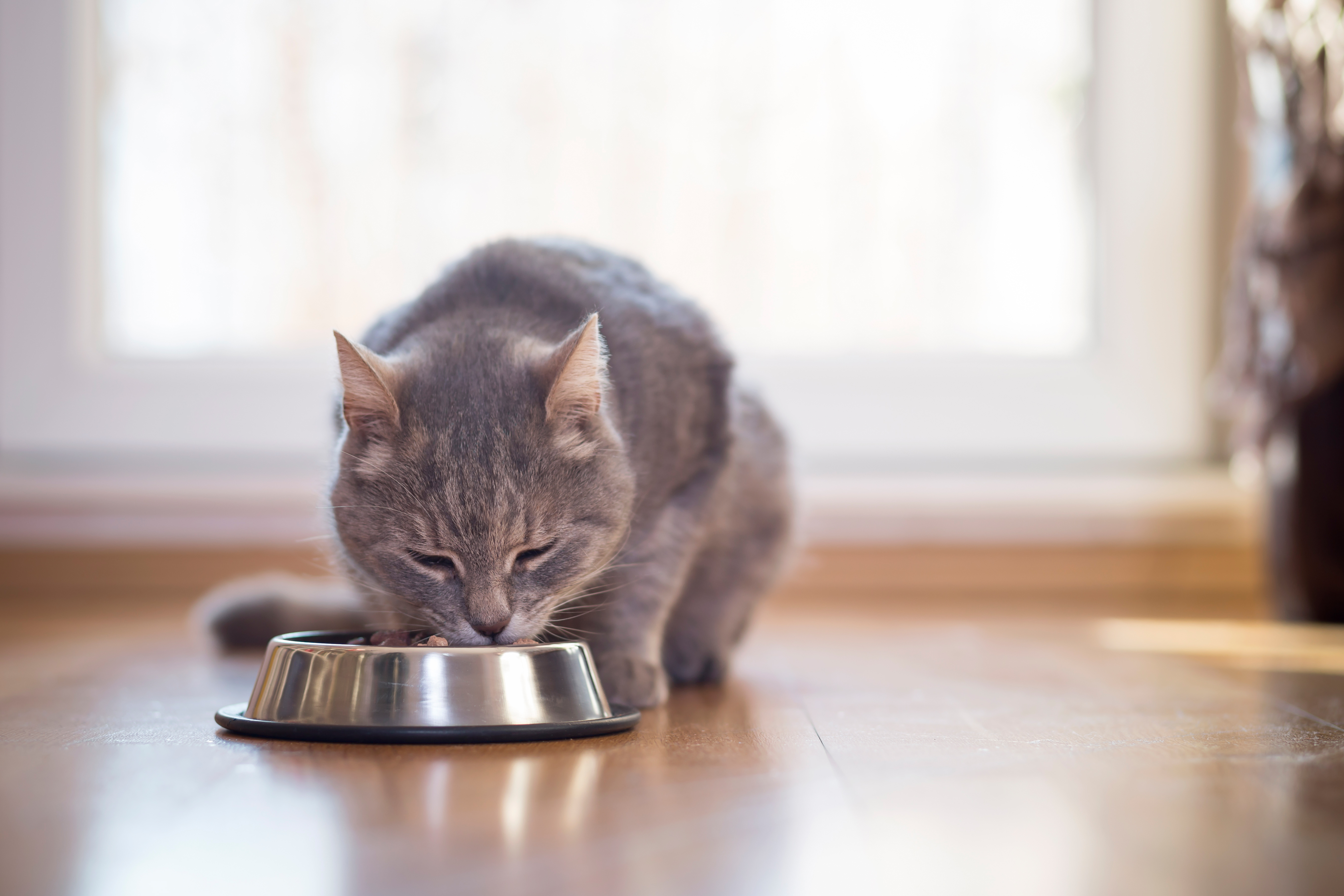 id14007260-shutterstock_558031090