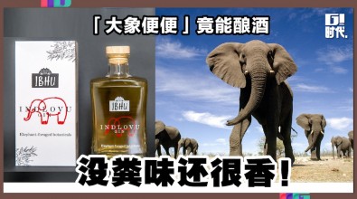 「大象便便」竟能酿酒 没粪味还很香！