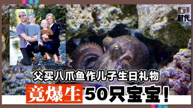 父买八爪鱼作儿子生日礼物 竟爆生50只宝宝 ！
