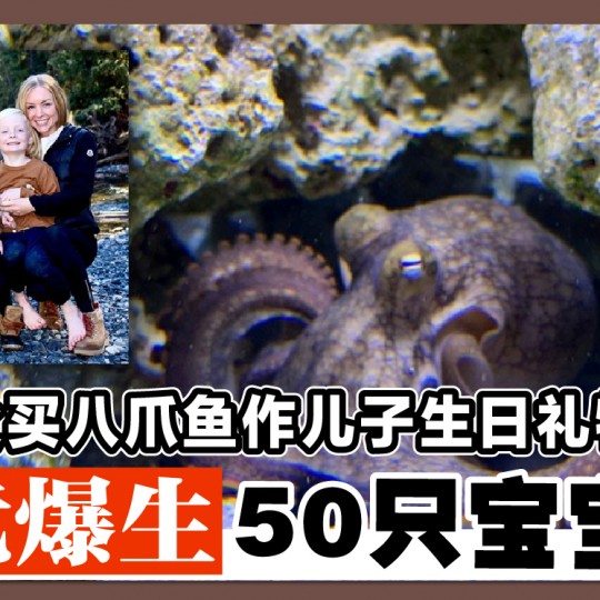 父买八爪鱼作儿子生日礼物 竟爆生50只宝宝 ！