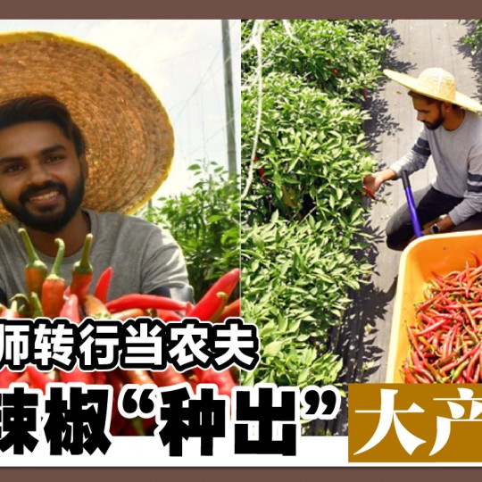 工程师转行当农夫 小辣椒“种出”大产业