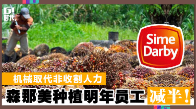 机械取代非收割人力 森那美种植明年员工减半！