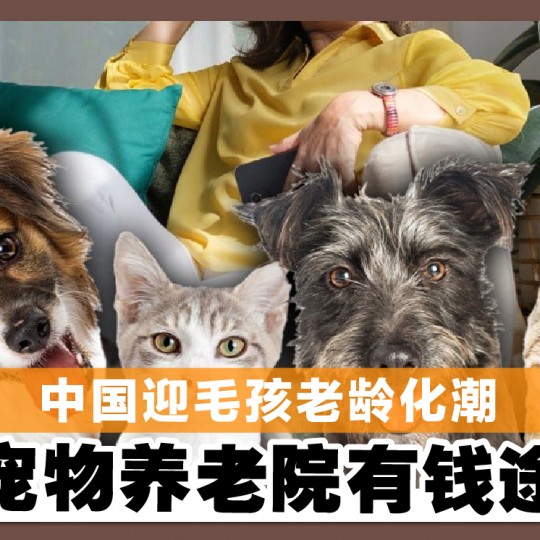 中国迎毛孩老龄化潮 宠物养老院有钱途