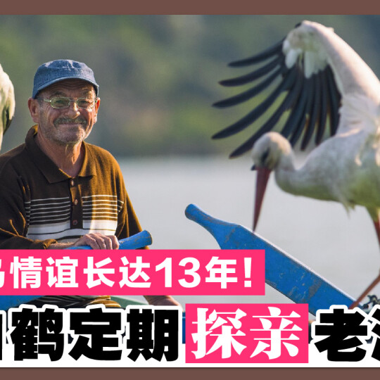 人鸟情谊长达13年！大白鹤定期探亲老渔夫