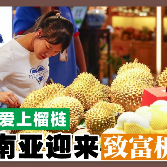 中国爱上榴梿 东南亚迎来致富机会