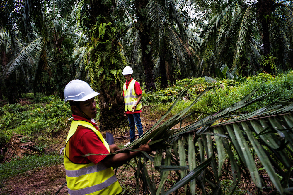 Palm-oil