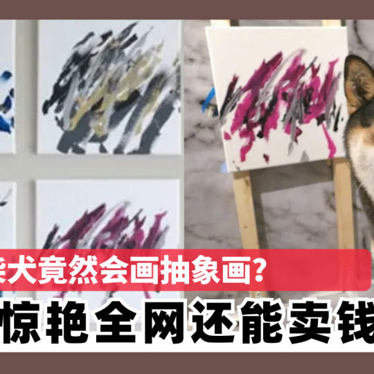 柴犬竟然会画抽象画?画作惊艳全网还能卖钱