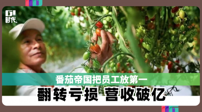 番茄帝国把员工放第一 翻转亏损 营收破亿