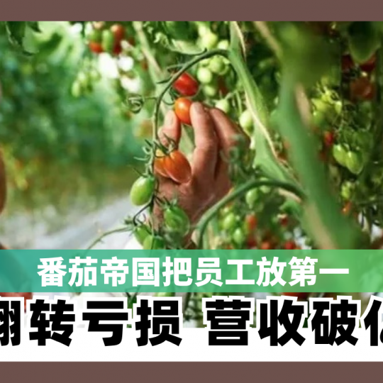 番茄帝国把员工放第一 翻转亏损 营收破亿