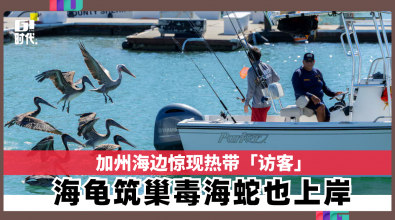 加州海边惊现热带「访客」 海龟筑巢毒海蛇也上岸