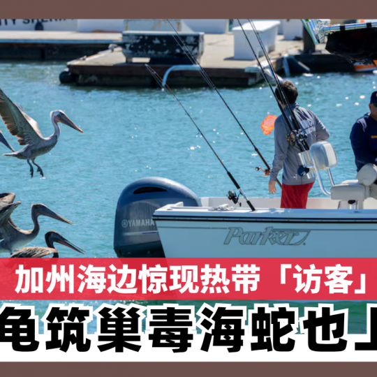 加州海边惊现热带「访客」 海龟筑巢毒海蛇也上岸