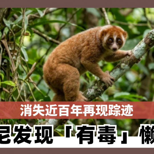 消失近百年再现踪迹 印尼发现「有毒」懒猴