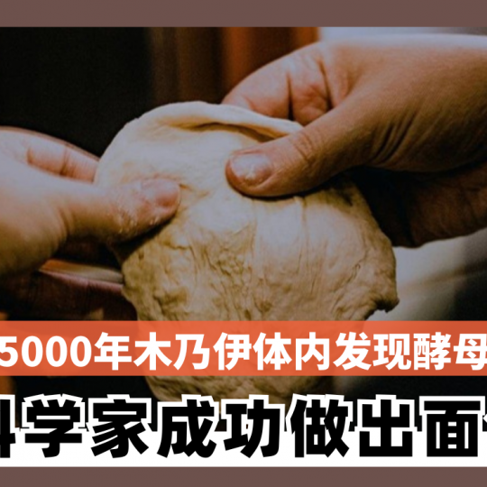 5000年木乃伊体内发现酵母  科学家成功做出面包