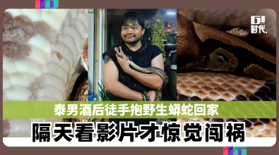 泰男酒后徒手抱野生蟒蛇回家 隔天看影片才惊觉闯祸