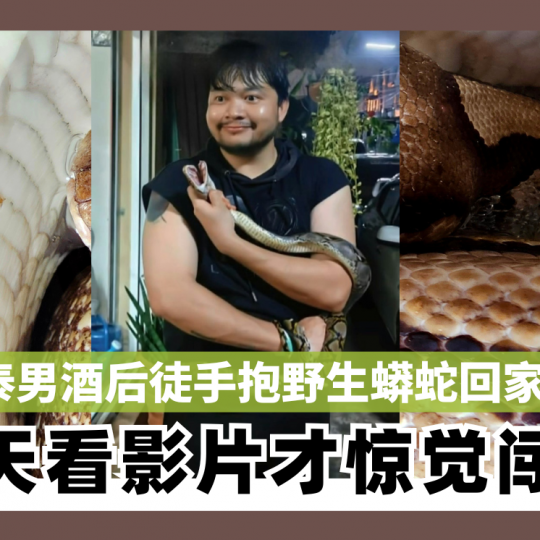 泰男酒后徒手抱野生蟒蛇回家 隔天看影片才惊觉闯祸