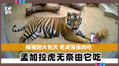 橘猫胆大包天 老虎笼偷肉吃  孟加拉虎无奈由它吃  