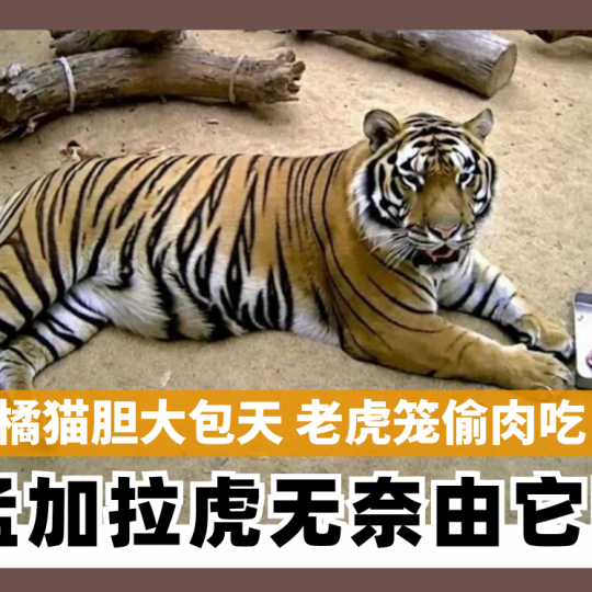 橘猫胆大包天 老虎笼偷肉吃  孟加拉虎无奈由它吃  