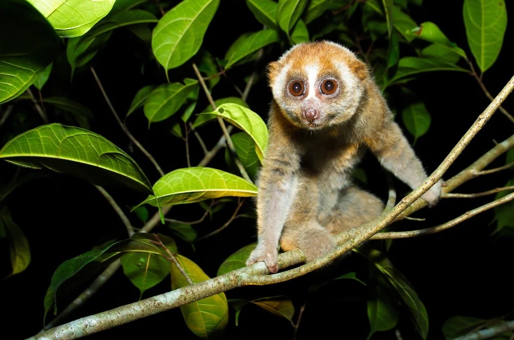 cw-rediscovery-of-the-bangka-slow-loris-brings-conservation--4