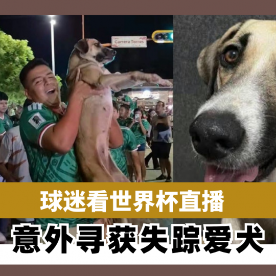 球迷看世界杯直播 意外寻获失踪爱犬