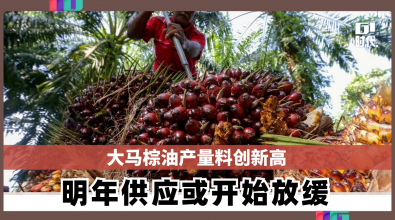 大马棕油产量料创新高 明年供应或开始放缓
