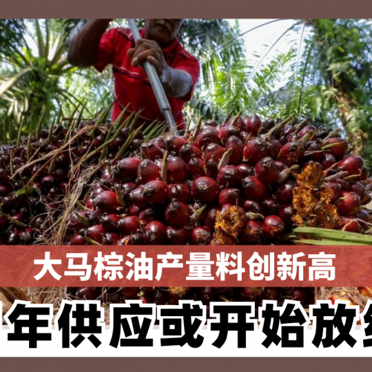 大马棕油产量料创新高 明年供应或开始放缓