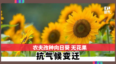 农夫改种向日葵 无花果 抗气候变迁