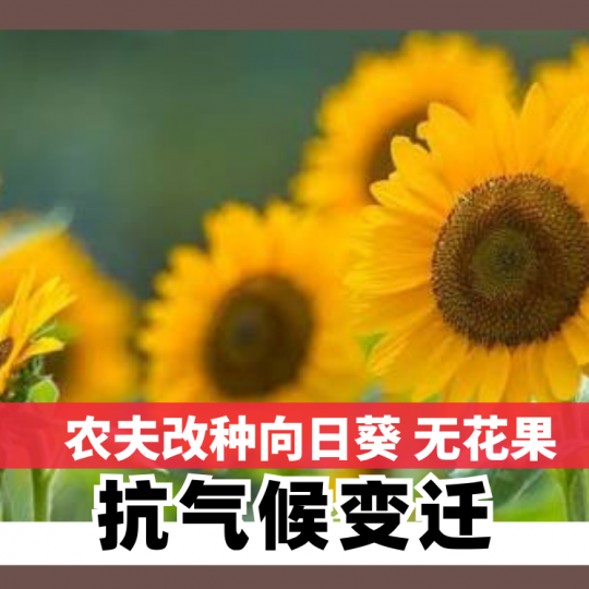 农夫改种向日葵 无花果 抗气候变迁